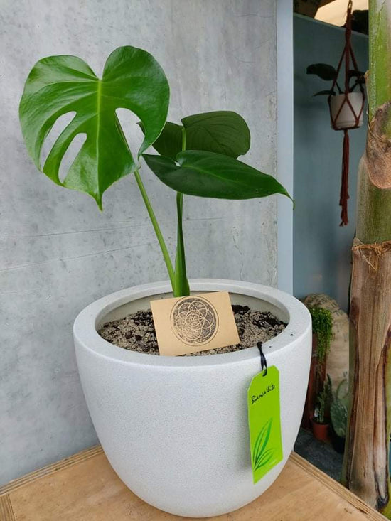 Monstera Deliciosa