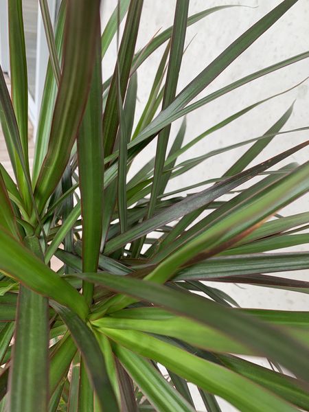 Dracaena - Red Edged
