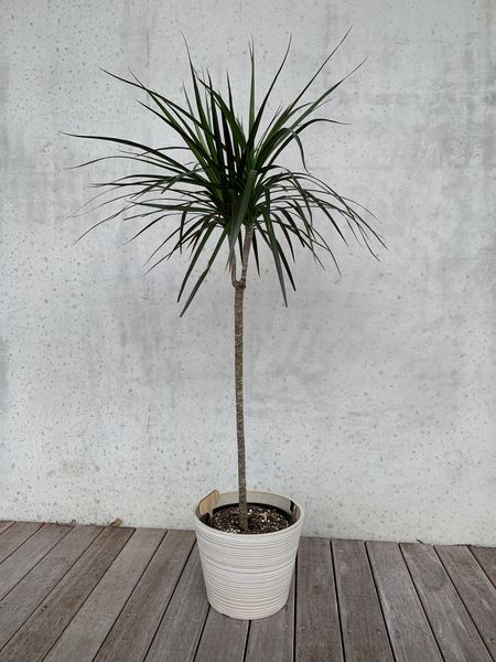 Dracaena - Red Edged
