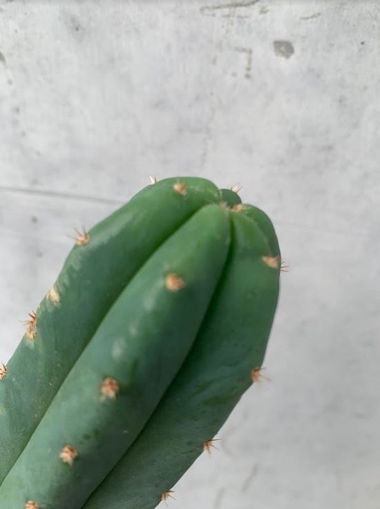 San Pedro Cactus