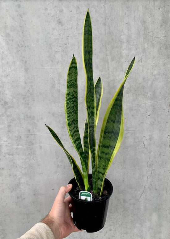 Snake Plant - Superba