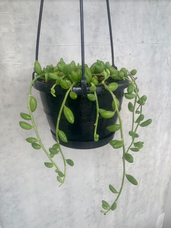 Senecio - String of Watermelons