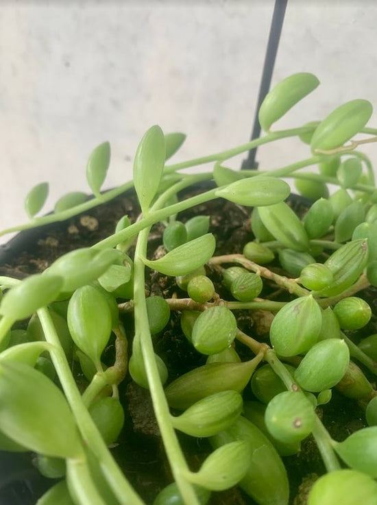 Senecio - String of Watermelons