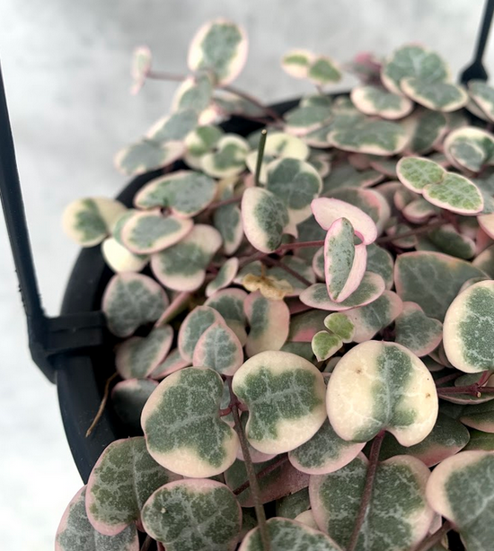 Ceropegia Woodii &