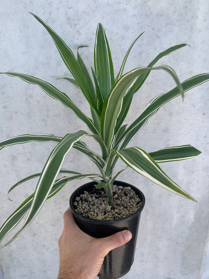 warneck dracaena plant Dracaena