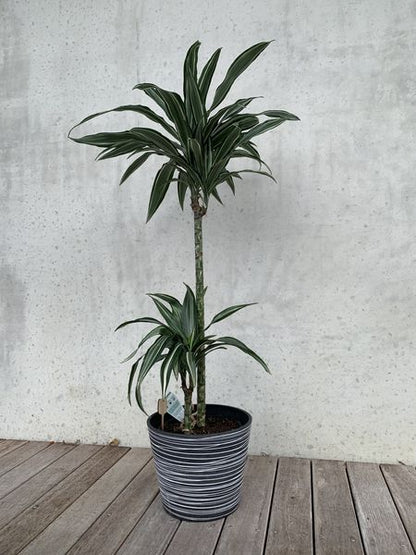 Dracaena - Warneck
