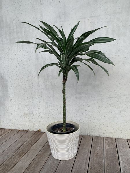 Dracaena - Warneck