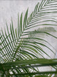 Wedding Palm - Lytocaryum Weddelwam