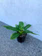 Philodendron - Wendlandii