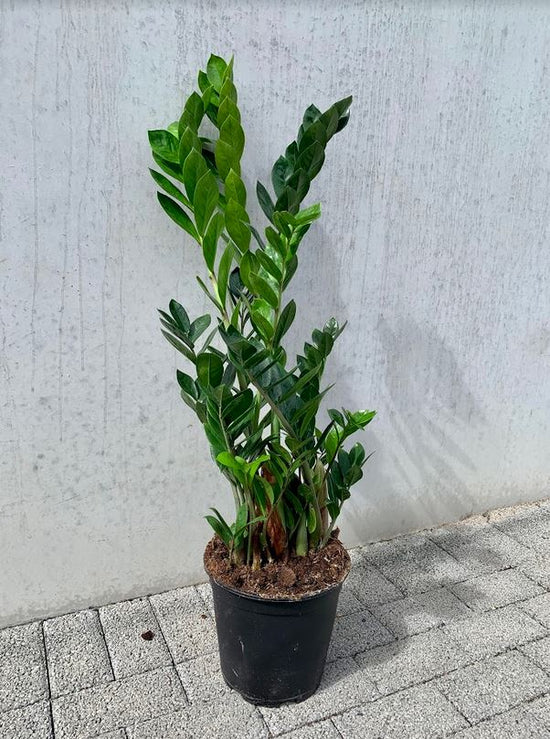 ZZ Plant - Classic